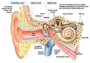 Histological organization of vestibular apparatus, Hearing importance & body Equilibrium | Science online Eustachian Tube Dysfunction, Physician Assistant School, Logistics Design, Ear Anatomy, Facial Nerve, Middle Ear, Human Ear, Hearing Problems, Associate Degree