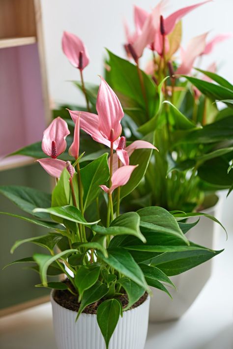 Anthurium Plant, Anthurium Flower, Indoor Flowering Plants, Hanging Plants Indoor, Balcony Plants, Pink Plant, Plant Decor Indoor, Indoor Flowers, House Plants Decor