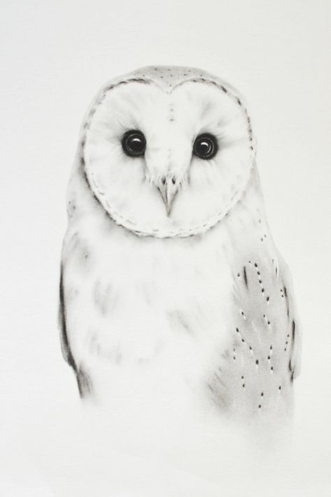 Barn Owl Drawing, Drawing Owl, Barn Owl Art, Owl Sketch, Owl Drawing, Barn Owls, Owl Artwork, Tesla Coil, Drawing Tattoo