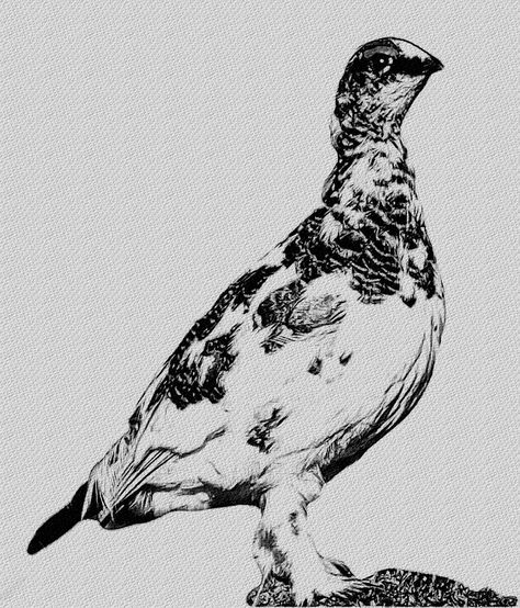 Ptarmigan Tattoo, Ptarmigan Bird, Rock Ptarmigan, Willow Ptarmigan, Bird Illustrations, 2024 Art, Bird Illustration, Wood Burning, Linocut