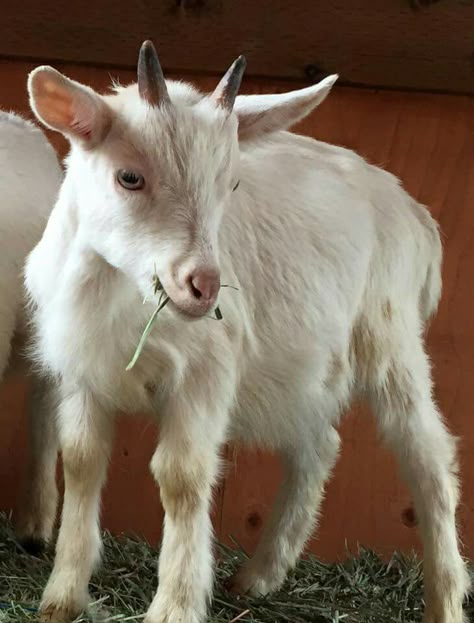 Baby Goat Drawing, Goat Reference, Lovers Animation, Animals Wallpaper Aesthetic, Goat Aesthetic, Goat Photography, Goat Anime, Goat Photo, Goat Pictures