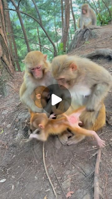 Monkey Funny Videos, Baby Monkeys, Monkeys Funny, Cute Monkey, Instagram Baby, Baby Monkey, Cute Animal Videos, Baby Gif