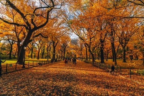 Fall City Wallpaper Desktop, Autumn Landscape Desktop Wallpaper, Fall City Wallpaper, Central Park Fall, Autumn Hygge, Park In Autumn, Autumn Picnic, Nyc Central Park, Desktop Wallpaper Fall