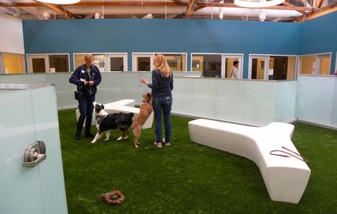 How to Start an Indoor Dog Park                                                                                                                                                                                 More Kennel Diy, Indoor Dog Park, Indoor Park, Dogs Tips, Doggy Daycare, Dog Parks, Dog Hotel, Dog Playground, Pet Resort