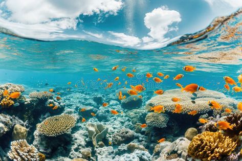 Underwater wildlife a vibrant coral reef landscape with tropical fish royalty free stock photography Tropical Underwater Photography, Coral Reef With Fish, Fish In Coral Reef, Vector Girl, Coral Reef Horizontal, Coral Reef Pollution, Image Of Fish, Fish Stock, Stock Photography Free