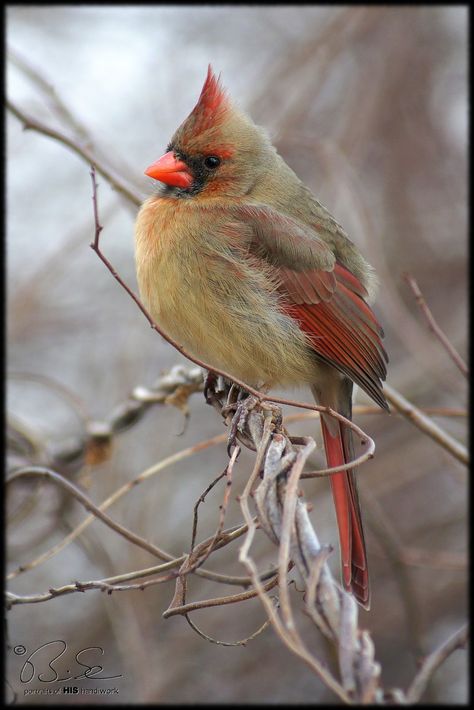 Photography and pictures about birds and wildlife in Southern Ontario including Hamilton to Brant County. Southern Ontario, Northern Cardinal, Cardinal Birds, Yellow Bird, Backyard Birds, Bird Pictures, Pretty Birds, Red Birds, Bird Photo