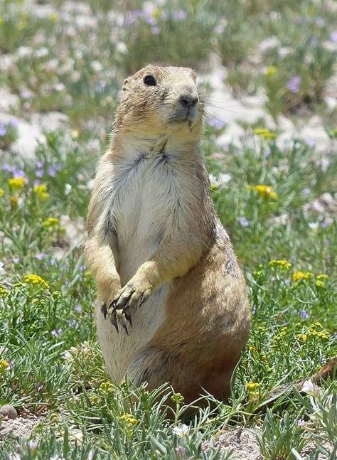 Cute Animal Tattoos, Prairie Dogs, Tattoo Nature, American Animals, Prairie Dog, Pets Drawing, Nature Wallpapers, Curious Creatures, Fascinating Facts