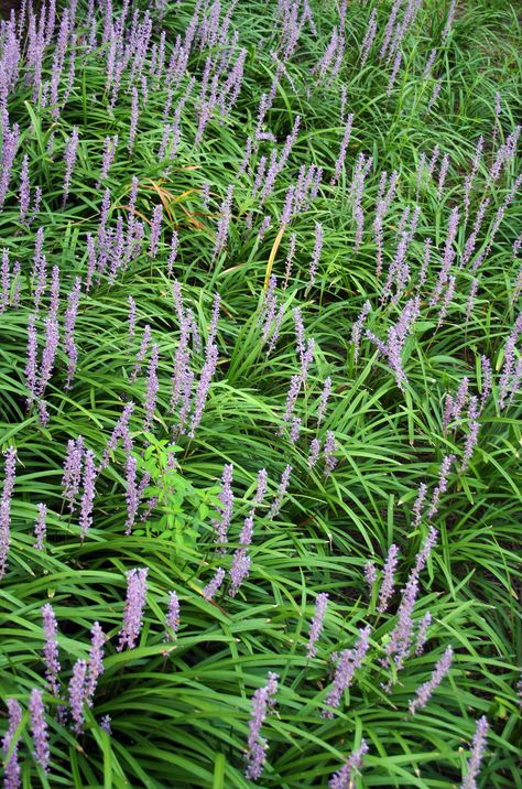 These drought-tolerant perennials and shrubs are perfect plants to grow in the dry areas of your shade garden. Whether you're looking for evergreen leaves or lots of flowers, you'll find something to add to your garden design. #fromhousetohome #shade #garden #plants Shrubs For Dry Shade, Plants For Dry Shade, Garden Shrubs Evergreen, Easy Garden Ideas Landscaping, Dry Shade Plants, Twig Dogwood, Autumn Clematis, Drought Tolerant Perennials, House To Home