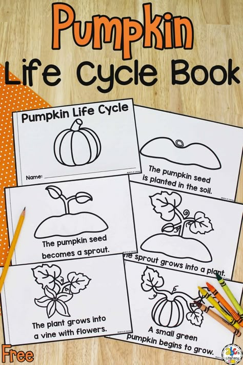 This free printable Life Cycle of a Pumpkin Book is a simple way to practice concepts of print and learn about how a pumpkin grows! Pumpkin Social Studies Preschool, Pre K Pumpkin Lesson Plans, Life Of A Pumpkin Activity, Pumpkin Life Cycle Craft Preschool, Pumpkin Preschool Printable, Kids Pumpkin Activities, Life Cycle Of Pumpkin Preschool, Pumpkin Lessons For Preschool, Free Pumpkin Life Cycle Printable