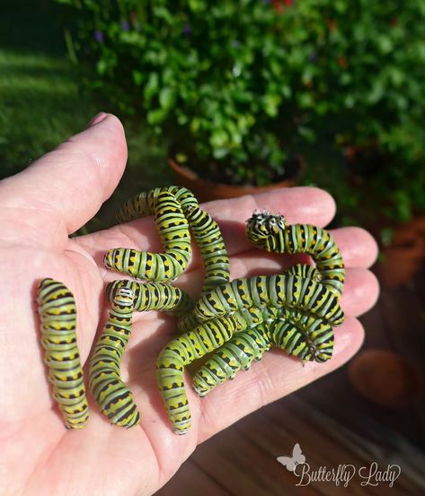 Sometimes I think I should be called the "Caterpillar Lady" because I have so many caterpillars I am raising right now. These caterpillars will grow up to be Black Swallowtails (Papilio polyxenes). Click here to learn to learn how to attract and raise them. Caterpillar Aesthetic, Raised Right, Butterfly Garden, Sweet Pea, Caterpillar, Bugs, Insects, Lily, Memes