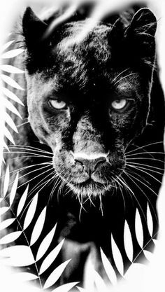 Black Panther Animal Tattoo, Black Panther Animal Art, Black Lion Tattoo, Panther Tattoo Realistic, Puma Tattoo, Panther Tattoos, Wallpaper Dog Aesthetic, Animals And Pet Supplies, Jungle Tattoo