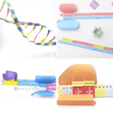 Teach DNA structure, replication, transcription & translation with downloadable paper models. #dna #biology #science #scienceteacher #stem #stemactivities #apbiology #alevels #gcse #scienceisfun #scienceiscool #homeschoolscience Dna Paper Model, Dna Translation, Dna Replication Model, Biology Models, Dna Replication Activity, Dna Biology, Biology Lesson Plans, School Science Experiments, Dna Structure