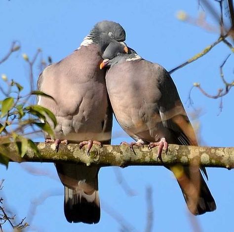 Woodpigeon by Carl Bovis - BirdGuides Cute Pigeon, Wood Pigeon, Dove Pigeon, Animal Magic, Animals Friendship, San Diego Zoo, Rare Birds, Birds Flying, Bird Photography