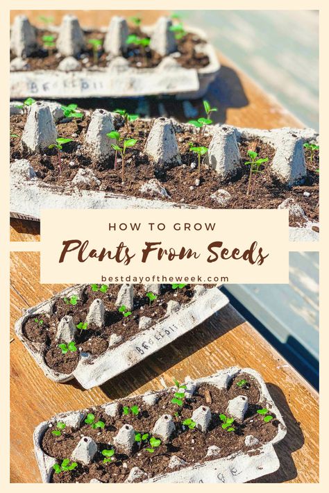 Seeds In Egg Cartons, Planting Flowers From Seeds, Starter Garden, Seed Starters, Planting For Kids, Spring Planting, Egg Cartons, Seed Starter, Plant Seeds