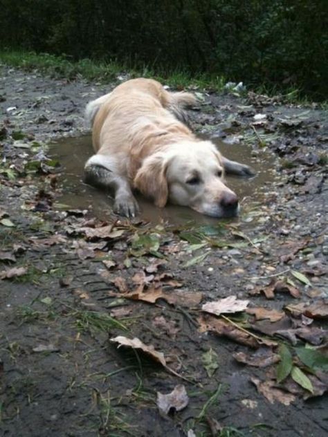 Funny Puppy Pictures, Muddy Dog, Funny Puppy, Poor Dog, Summer Dog, Animal Pics, Puppies Funny, Puppy Pictures, Pet Puppy