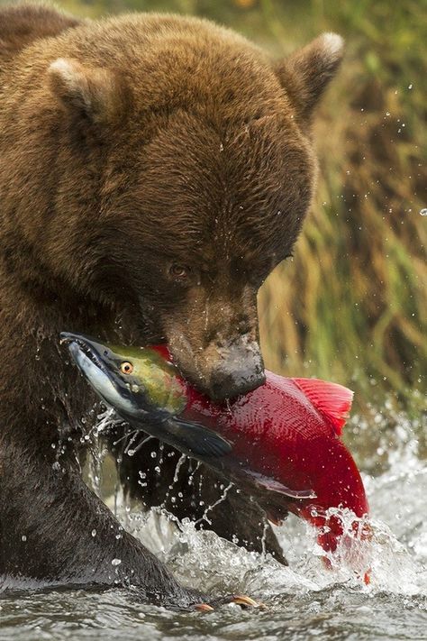 Beruang Grizzly, Alaska Salmon Fishing, Bear Fishing, Deadliest Catch, Sockeye Salmon, Fishing Photography, Salmon Fishing, Grizzly Bear, Fishing Trip