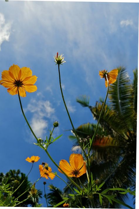 Atapethiya flower (cosmos sulphureus) Cosmos Sulphureus, Flower Cosmos, Nature Photos, Cosmos, Daisy, Plants, Flowers, Animals, Nature