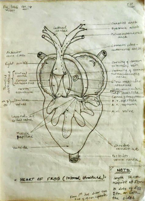 Internal Structure of Heart of Frog from my Biology 12th Science book. Internal Structure Of Heart, Childhood Drawing, Frog Heart, Heart Diagram, Study Flashcards, Heart Sketch, Zombie Girl, Drawing Book, Science Books