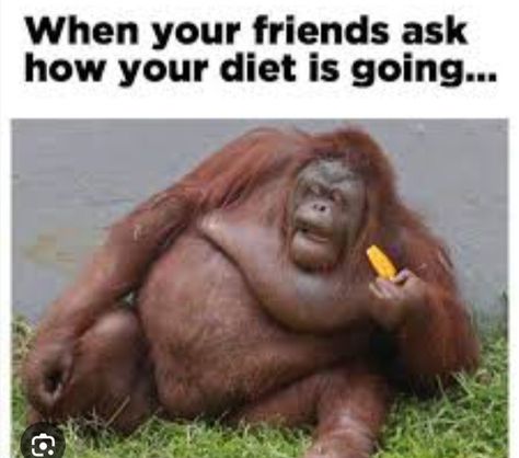 Fat Jokes Funny, Fat Jokes Funny Hilarious, Funny Diet Jokes, Diet Jokes, Funny Diet, Funny Google Searches, Funny Pix, Can't Stop Laughing, Jokes Funny