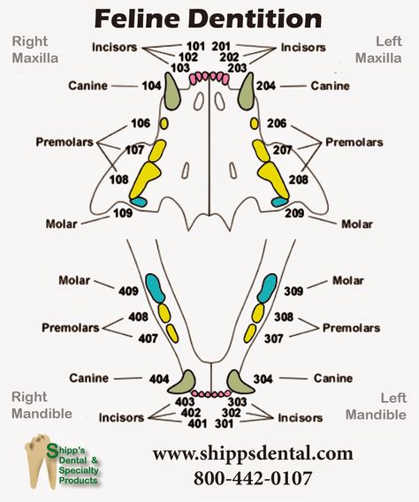 Feline Dental Chart, Cat Teeth Drawing, Tooth Diagram, Veterinary Notes, Teeth Eruption Chart, Veterinary Technician Student, Dental Charting, Veterinarian School, Vet Nursing