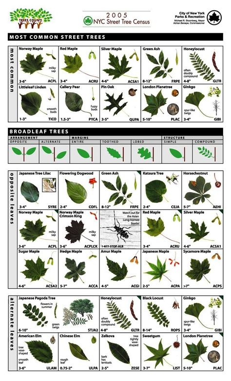 Learn How To Identify Trees And Leaves - Enchanted Little World Tree Identification Chart, How To Identify Trees, Tree Leaf Identification, Different Types Of Leaves, Identifying Trees, Types Of Leaves, Leaf Identification, Tree Id, Tree Identification