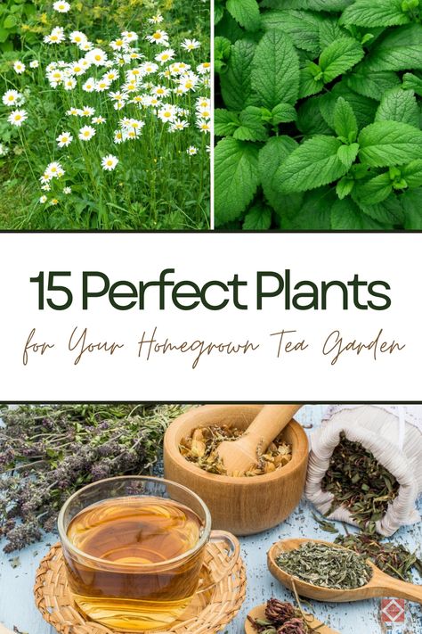 Cultivate a homegrown tea garden with these 15 must-have plants! These herbs, including chamomile, peppermint, and lavender, are perfect for brewing fresh, flavorful teas that offer numerous health benefits. Improve your sleep, reduce stress, and aid digestion with homegrown herbal teas. Suitable for any garden space, these plants will enhance your garden's beauty and fragrance. Herbal Tea Garden, Medicinal Tea, Drought Tolerant Perennials, Fragrant Garden, Thriving Garden, Indoor Plant Care, Planting Roses, Sustainable Garden, Tea Garden