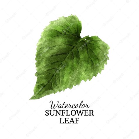 Sunflower Leaf Drawing, Sunflower Leaves Painting, Sunflower Leaf Template, Sunflower Leaves Drawing, Farm Classroom, Sunflower Leaf, Sunflower Watercolor Painting, Sunflower Leaves, Milk Pail