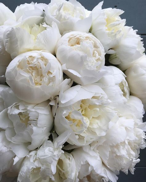 Pivoine blanche One Day Bridal, White Peonies, Love Flowers, My Flower, Pretty Flowers, Fresh Flowers, Dahlia, Flower Power, Flowers Bouquet