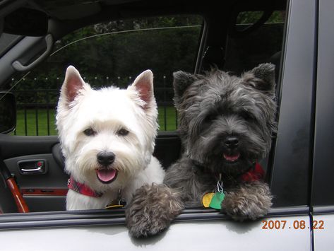 my west highland terrier, Stewart and my cairn terrier, Watson To My Dog, Westie Puppies, Puppy Cut, Cairn Terriers, Westie Dogs, Terrier Puppy, Cairn Terrier, White Terrier, West Highland Terrier