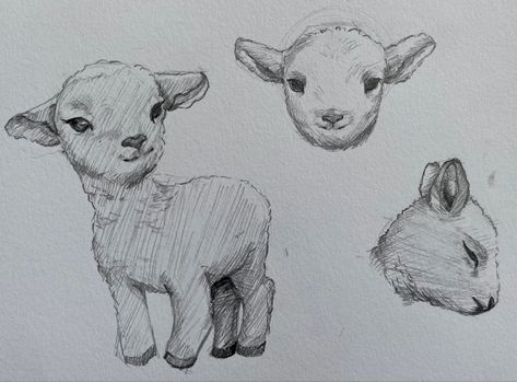 Lamb Cute Drawing, Easy Sheep Drawings, How To Draw A Lamb, Goat Drawing Sketch, Cute Lamb Drawing, Lamb Doodle, Lamb Sketch, Sheep Sketch, Lamb Illustration