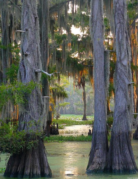 The largest cypress forest in the world at Caddo Lake, Texas/Louisiana ~ also the only natural (non- man made) lake in Texas Caddo Lake Texas, Caddo Lake, Louisiana Bayou, Tupelo Honey, Texas Places, Landscape Designs, Summer 24, Beautiful Tree, Most Beautiful Places