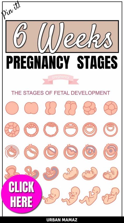 6 Weeks Pregnant - Urban Mamaz Blog Follow your fetal development with this week by week pregnancy guide!  #pregnancytips #babydevelopment #pregnancy 21 Weeks Pregnant Belly, Mother Bedroom, Stages Of Fetal Development, 3 Weeks Pregnant, Body Changes During Pregnancy, Pregnancy Routine, 6 Weeks Pregnant, Symptoms Of Pregnancy, Postnatal Care