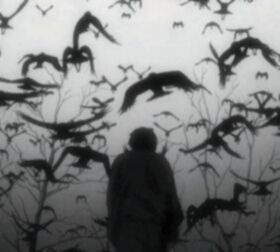 Bran Stark, Whats Wallpaper, Sebastian Michaelis, Flock Of Birds, Birds Flying, The Villain, Aphrodite, Dark Art, Dark Aesthetic