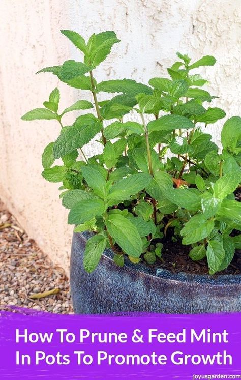 This is all about how to prune and feed mint in pots (or in the garden) to promote the new growth that we wait to see happen in spring. Mint In Containers, Mint In Pots, Mint Garden, Growing Mint, Tattoo Plant, Mint Plants, Fall Garden Vegetables, Winter Vegetables, Home Vegetable Garden