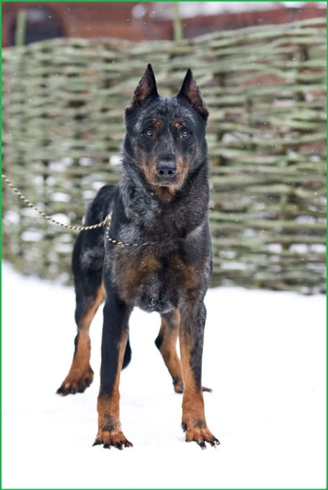 Sheep Dog, Devil Dogs, Rare Dogs, Guard Dog, Herding Dogs, Pretty Dogs, Belgian Malinois, Guard Dogs, Doberman Pinscher