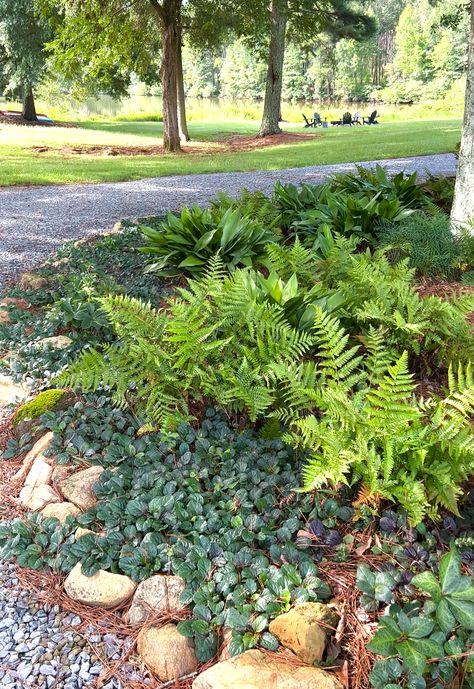 Plants For Yard, Autumn Fern, Seasonal Gardening, Plant Combos, Planting Garden, Forest Wildlife, Ferns Garden, Yard Garden Ideas, Commercial Landscape