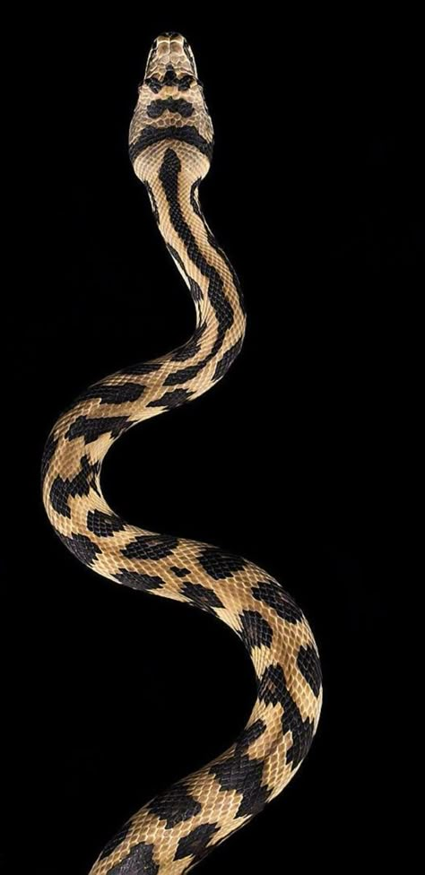 Medicine Branding, Snake Photography, Carpet Python, Wild Animal Wallpaper, Snake Wallpaper, My Camera Roll, Snake Art, Witchy Wallpaper, Vintage Poster Design