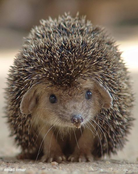 The Long-eared hedgehog (Hemiechinus auritus) is a species of hedgehog native to Central Asia amd Middle East. It is considered one of the smallest middle eastern hedgehogs.  Photo: Emad Omar Regnul Animal, Animale Rare, Cute Animal Pictures, Cute Creatures, Animal Planet, Cute Little Animals, Nature Animals, 귀여운 동물, Animals Friends