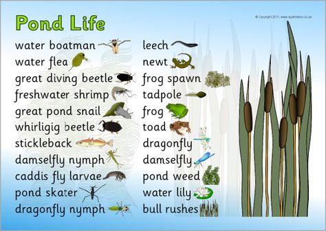 Pond life word mat (SB4518) - SparkleBox Lake Ecosystem, Pond Life Theme, Pond Habitat, Pond Dipping, Habitats Projects, Pond Animals, Homeschool Nature Study, Teaching Resources Primary, Food Chains