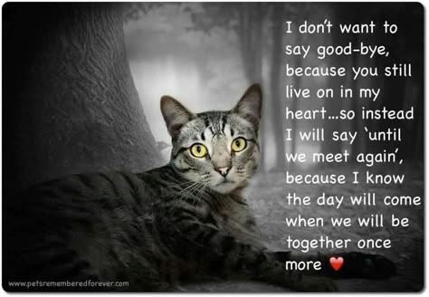 Oh how I hope so. I Miss My Cat Quotes, I Miss You Cat Picture, Cat Lady Quotes, Quotes Goodbye, Rip Pet Quotes Cat, I Miss My Cat Pet Loss, My Cat Died Quotes, Pet Loss Cat, Cat Poems