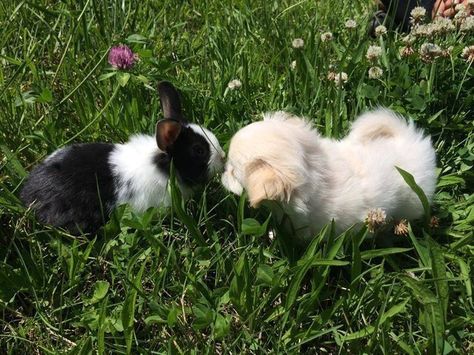 Little Puppies, Puppy Pictures, The Grass, Cute Little Animals, Animals Friends, Rabbits, Animal Pictures, Fur Babies, Baby Animals