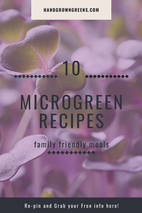 Microgreen Recipes Ideas, Microgreens Recipe Ideas, Microgreen Recipes, Microgreens Recipe, Growing Food Indoors, Types Of Salad, Recipe List, Micro Greens, Growing Microgreens