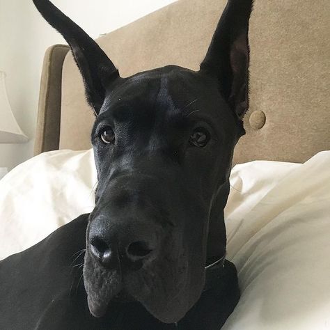 Great Dane Dog, great dane dog beds, great dane dog names, great dane dog crate, great dane dog food, great dane dog house, great dane dog images, great dane dog harness, best great dane dog food,black great dane dog,biggest great dane dog,tallest great dane dog #greatdane #greatdanepuppy #greatdanes #greatdanesofig #greatdanelove #greatdanelife #greatdanenation #greatdanelovers #greatdanelover #greatdanefans #greatdaneproblems #greatdaneoftheday#greatdanesrule #greatdaneworld #greatdanesofinsta Great Dane Dogs Black, Black Great Dane Cropped Ears, Aesthetic Great Dane, Great Danes Aesthetic, Black Great Dane Aesthetic, Great Dane Dog House, Great Dane Aesthetic, Grate Danes, Eva Aesthetic