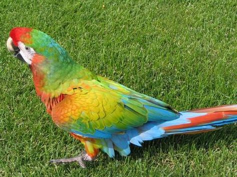 shamrock macaw is a cross between a military macaw and a scarlett macaw. Parrots Funny, Cute Parrots, Best Pet Birds, Blue Gold Macaw, Bird Pics, Colourful Birds, Scarlet Macaw, Hand Raised, Parrot Pet