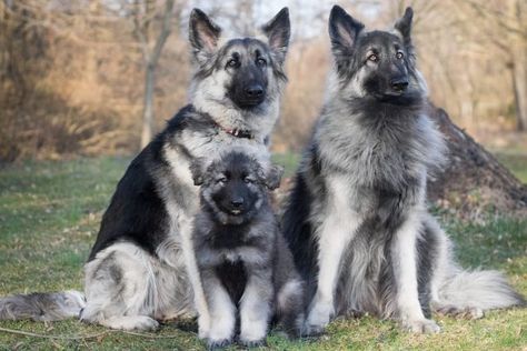 Meet the Shiloh Shepherd: Price, Characteristics, and Care | Anything German Shepherd Shiloh Shepherd Puppies, German Dog Names, Shiloh Shepherd Dog, Anthropomorphic Characters, Shiloh Shepherd, German Shepherd Breeders, German Dog, German Dogs, Dog Breeder