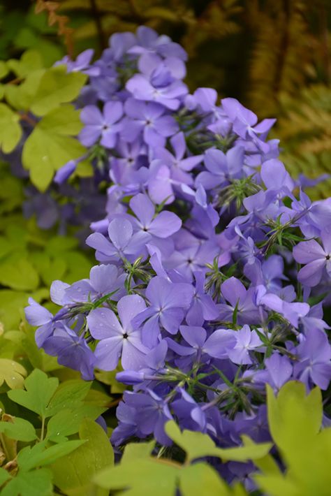 Woodland Phlox Flower, Phlox Divaricata, Aerial Plants, Oconomowoc Wisconsin, Phlox Plant, Phlox Flowers, Parker Colorado, Green Roofs, Garden Plan