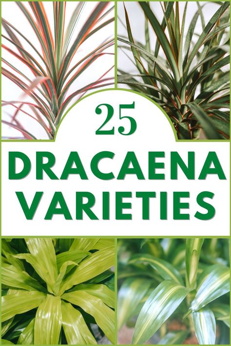 Dracaena Varieties Corn Plant Dracaena, Indoor Tropical Plants Houseplant, How To Care For Dracaena Plant, Dracaena Plant Care Houseplant, Dracaena Fragrans Plant Care, Dracena Plant Types, Tropical House Plants Indoor, Dracaena Plant Types, Draceana Plants