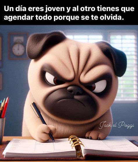 Pug, Funny Quotes, Humor, Memes, Funny, Humour