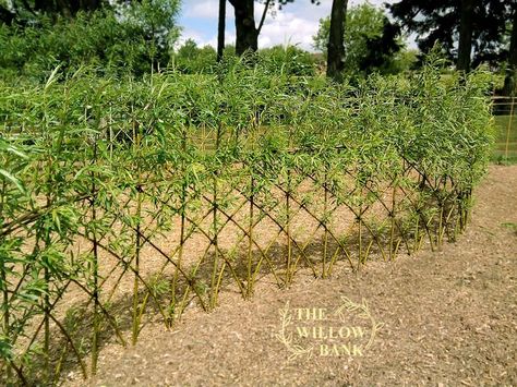 Willow Hedge, Living Willow Fence, Living Fences, Willow Structures, Hedge Fence, Willow Fence, Basket Willow, Living Willow, Garden Screen