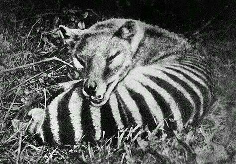 Tasmanian tiger / wolf aka Thylacine: Extinct Tasmanian Tiger, Image Chat, Extinct Animals, Unusual Animals, Rare Animals, Endangered Animals, Australian Animals, Prehistoric Animals, Amazing Animals